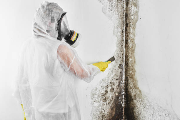 Best Mold Cleaning Services  in Schuyler, NE
