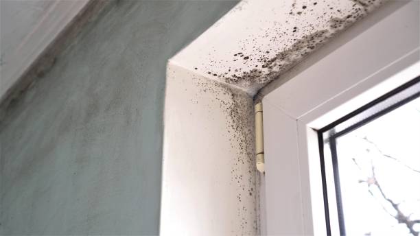 Best Residential Mold Removal  in Schuyler, NE