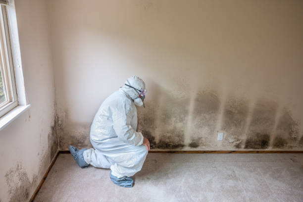 Best Mold Remediation  in Schuyler, NE
