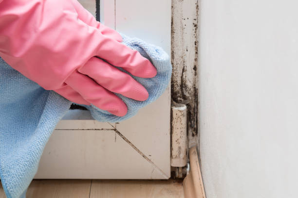 Best Certified Mold Removal  in Schuyler, NE