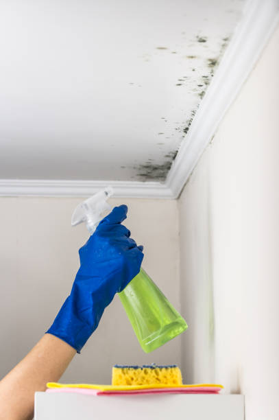 Best Mold Damage Repair  in Schuyler, NE